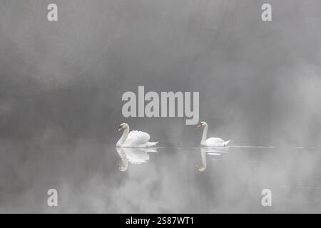 Ein Paar wilder, stummer Schwäne (Cygnus olor), die im Winter über dem Wasser eines britischen Sees schwimmen, halb verdeckt von den nebeligen Nebelbedingungen am Morgen. Stockfoto