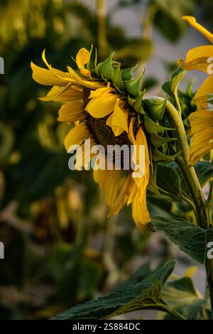 Eine detaillierte Nahaufnahme einer Sonnenblume in voller Blüte mit ihren leuchtenden gelben Blütenblättern und der strukturierten Mitte. Stockfoto