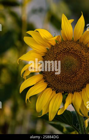 Eine detaillierte Nahaufnahme einer Sonnenblume in voller Blüte mit ihren leuchtenden gelben Blütenblättern und der strukturierten Mitte. Stockfoto