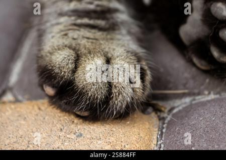 Nahaufnahme einer Katzenpfote mit weichem Fell und scharfen Klauen, isoliert vor neutralem Hintergrund. Stockfoto