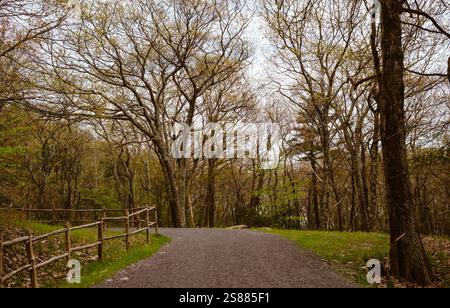 Trees in Park im oberen Bundesstaat New York, USA Stockfoto