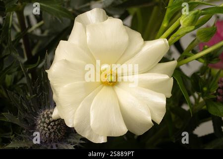 Weißes Eustoma in voller Blüte: Eine Top-down-Nahaufnahme der komplizierten Blütenblätter Stockfoto