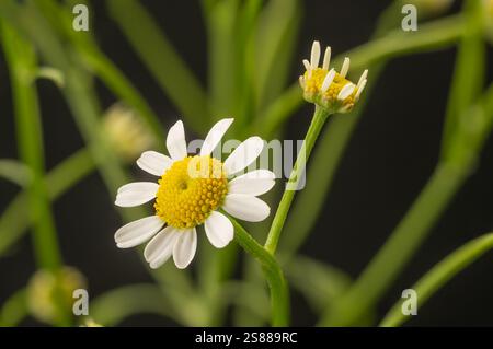 Nahaufnahme von Feverfew-Blüten vor schwarzem Hintergrund. Stockfoto