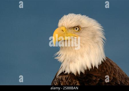 Nordamerika; Usa; Alaska; Adak Island; Wildtiere; Vögel; Raubtiere; Weißkopfadler; Haliaeetus leucocephalus; Frühling Stockfoto