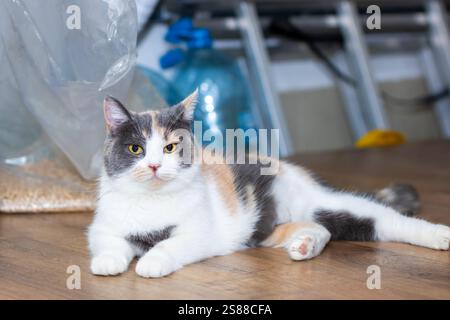 Eine schöne Calico-Katze liegt bequem auf einem glatten Holzboden, genießt ihre Zeit und findet Wärme in ihrer Umgebung Stockfoto