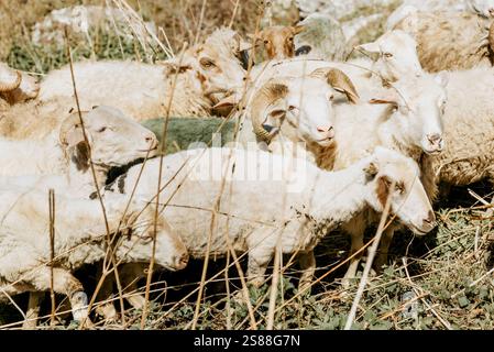 Herde von Bergschafen, die auf einer hügeligen grünen Wiese weiden, Tiere auf dem Bauernhof zu Fuß Stockfoto