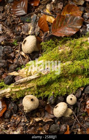 Gemeinsamer Puffball: Lycoperdon perlatum. Sussex, Großbritannien Stockfoto