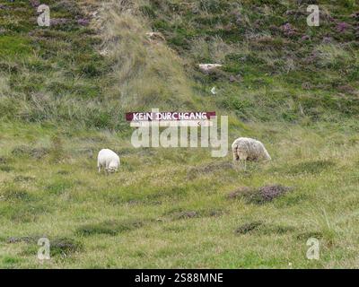 Naturschutzgebiet auf der Insel Sylt mit Schild No Passage. Zwei Schafe stehen vor dem Schild. Stockfoto