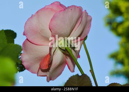 Einzigartige Perspektive auf die Unterseite einer rosafarbenen Rosenblüte vor dem blauen Himmel, während sie in der Sonne in einem Garten wächst. Stockfoto