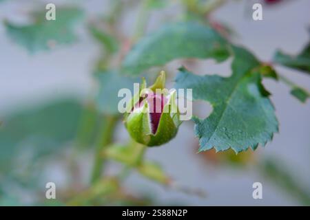 Eine Nahaufnahme einer roten Rosenknospe beginnt sich zu öffnen und ihre Blütenblätter zu enthüllen. Stockfoto