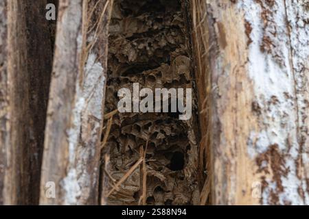 Verlassene Hornissen nisten im Baumstamm Stockfoto
