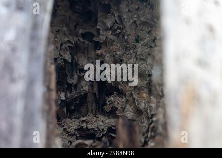 Verlassene Hornissen nisten im Baumstamm Stockfoto