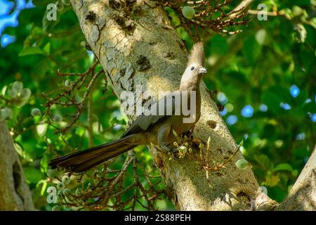 Grauer Abwesenheitsvogel auf dem Baum im Wald. Stockfoto