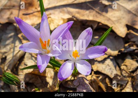 Nahaufnahme mit einem Crocus heuffelianus oder Crocus vernus Frühlingskrokus. Lila Blume blüht im Wald. Stockfoto