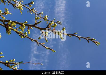 Knospen prunus avium, gemeinhin als Wildkirsche, Süßkirsche, Gänse oder Vogelkirsche bezeichnet. Budbreak. Frühling. Stockfoto