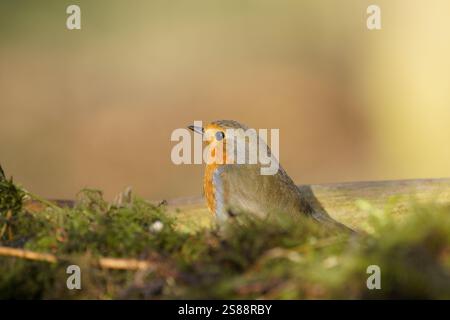 Der Europäische rotkehlchen (Erithacus rubecula) genießt Wintersonne Stockfoto