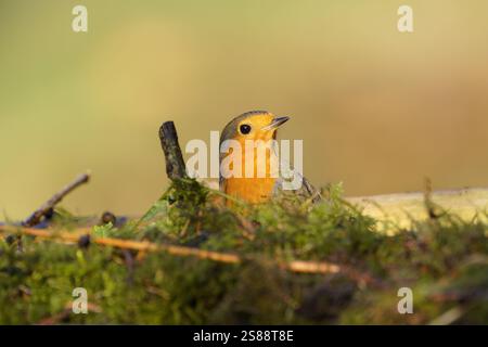 Der Europäische Rotkehlchen (Erithacus rubecula) blickt hinter einem moosbedeckten Baumzweig auf Stockfoto