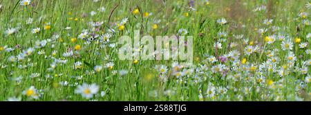 Schwarzwald natürliche Blütenblüte Gänseblüten Blumen Wiesenlandwirtschaft Berglandschaft in Deutschland mit grünem Gras und Kräutern Stockfoto