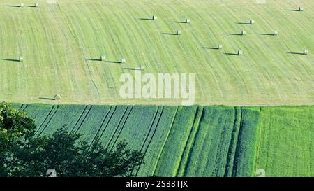 Heuballen nach dem Mähen der natürlichen Wiesen. Ernte auf dem Feld. Stockfoto