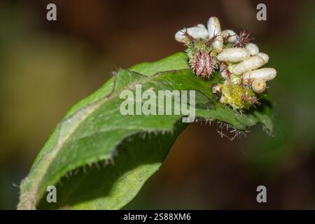 Weiße Admiral (Limenitis camilla) parasitierte Larve mit Kokonen von Wespenlarven am Körper. Sussex, Großbritannien. Stockfoto