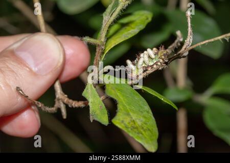 Weiße Admiral (Limenitis camilla) parasitierte Larve mit Kokonen von Wespenlarven am Körper. Sussex, Großbritannien. Stockfoto