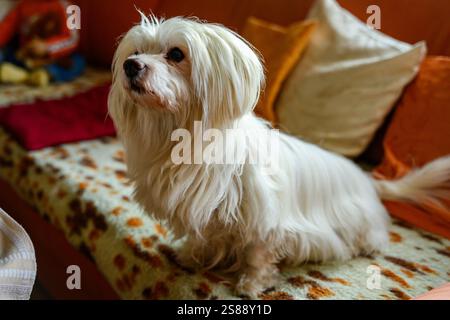 Ein erwachsener maltesischer Hund, der auf einem bunten Sofa sitzt Stockfoto