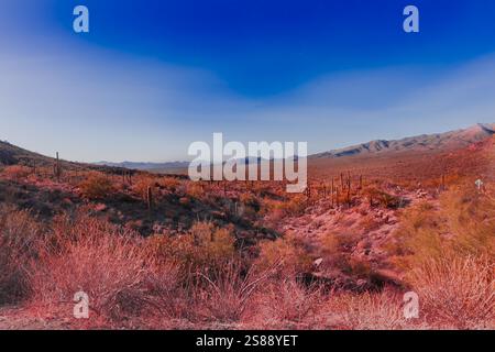 Dieses Foto fängt die raue Schönheit von Tucson, Arizona, mit seiner dramatischen Berglandschaft am Horizont ein. Saguaro-Kakteen Stockfoto
