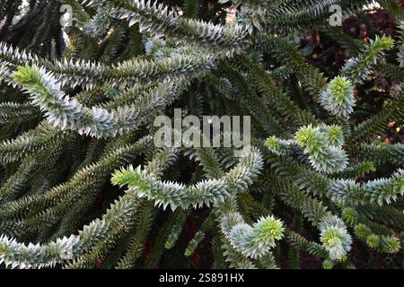 Affen Puzzle Baum Nahaufnahme Stockfoto