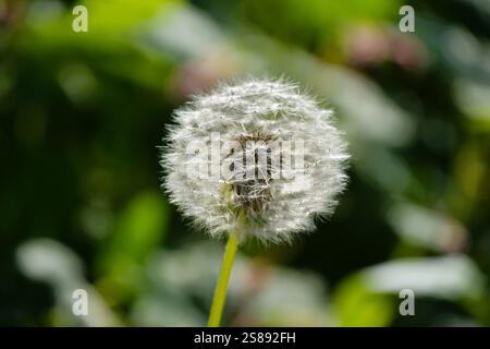Nahaufnahme eines Löwenzahnkopfes im Garten, voller Samen, bereit, vom Wind verstreut zu werden. Stockfoto