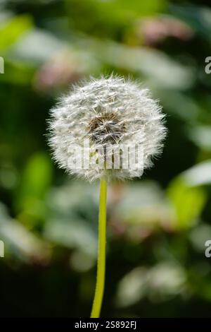 Nahaufnahme eines Löwenzahnkopfes im Garten, voller Samen, bereit, vom Wind verstreut zu werden. Stockfoto