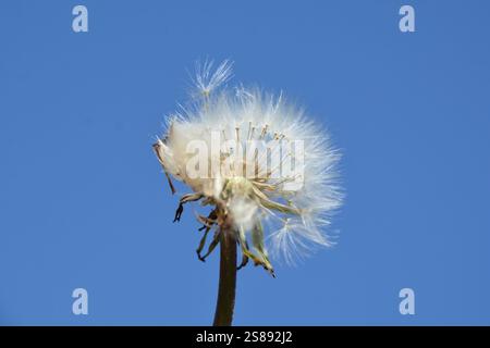Nahaufnahme eines Löwenzahnkopfes voller Samenköpfe vor einem klaren blauen Himmel, bereit, vom Wind verstreut zu werden. Stockfoto