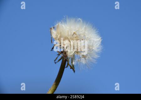 Nahaufnahme eines Löwenzahnkopfes voller Samenköpfe vor einem klaren blauen Himmel, bereit, vom Wind verstreut zu werden. Stockfoto