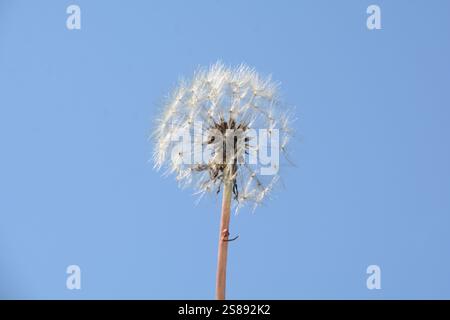 Nahaufnahme eines Löwenzahnkopfes voller Samenköpfe vor einem klaren blauen Himmel, bereit, vom Wind verstreut zu werden. Stockfoto