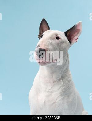 Ein Bullterrier sitzt drinnen mit einem fröhlichen Ausdruck, seine Zunge leicht herausgezogen. Der Hintergrund ist blau und schafft eine sanfte und fröhliche Atmosphäre. Stockfoto