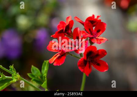 Dunkelrote Sorte des Pelargoniums blüht im Spätsommer. Stockfoto