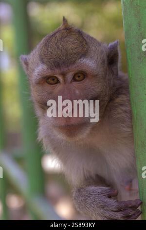 Ein Porträt eines Affengesichts, das an einem grünen Zaun hängt, mit einem weichen, verschwommenen Hintergrund, das seinen Ausdruck und seine natürliche Schönheit unterstreicht Stockfoto
