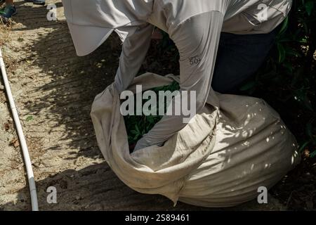 Die Ernte frischer Produkte auf landwirtschaftlichen Feldern Ist Eine Feier für unsere Erdengüte und harte Arbeit Stockfoto