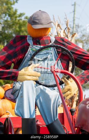 Sonniger Herbsttag auf der Kürbisfarm, bereit für die Ernte Stockfoto