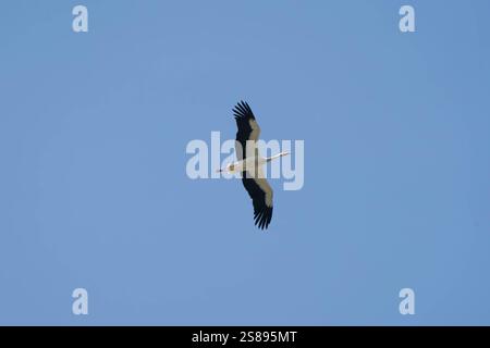 Ein weißer und schwarzer Vogel fliegt am Himmel. Der Vogel schwebt hoch über dem blauen Himmel Stockfoto