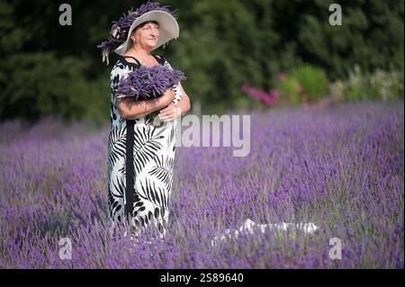 Eine elegante Frau in schwarz-weißem Kleid und breiter Krempe steht inmitten eines lebendigen Lavendelfeldes und hält sanft einen großen Lavendelstrauß. Stockfoto