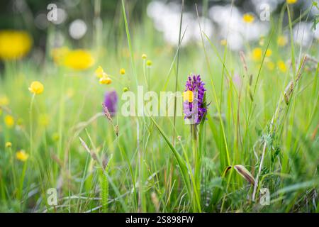 Purple Orchid, Dactylorhiza incarnata. Purple Early Marsh – Orchideenblüte, Dactylorhiza incarnata. Blühende Blume in einer natürlichen Umgebung. Stockfoto