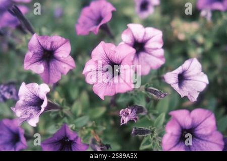 Ein wunderschöner Garten mit einer Vielzahl von Blumen, darunter lila und weiße. Im Mittelpunkt stehen die violetten Blüten, einige weiße Blüten Stockfoto