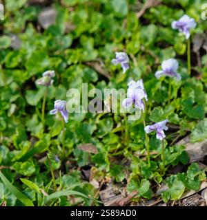 Viola hederacea, oder indianische Veilchen, Blüten umgeben von Blättern. Niedrig wachsende, verstreute Bodenbedeckung. Stockfoto