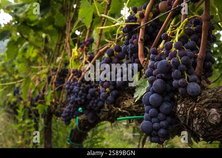 Ein malerischer Blick auf die Trauben, die an einem sonnigen Tag von üppigen Weinbergen in der Toskana hängen. Die perfekte Szene des Weinanbaugebiets. Stockfoto