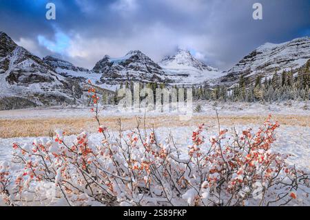 MT, Assiniboine und Herbstfarbe, Mount Assiniboine Provincial Park, British Columbia, Kanada Stockfoto
