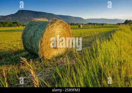 Heuballen im Feld, Frieden, Britisch-Kolumbien, Kanada Stockfoto