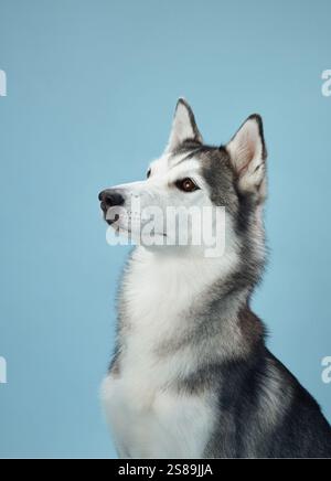 Ein sibirischer Husky-Hund, der anmutig auf blauem Hintergrund sitzt und sein markantes schwarz-weißes Fell und seine durchdringenden blauen Augen zeigt. Stockfoto
