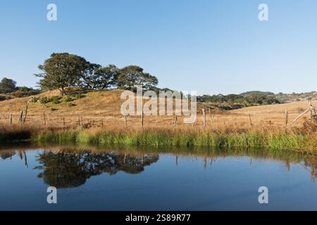 Eine friedliche Landschaft mit hohen Gräsern und sanften Hügeln unter einem klaren blauen Himmel entfaltet sich. Ein kleiner Teich fängt das Spiegelbild der Bäume und des Grases ein Stockfoto