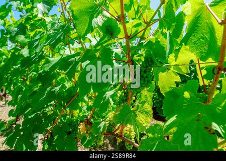 Grüne Blätter der Weinrebe mit kleinen unreifen Trauben auf verschwommenem Hintergrund. Stockfoto