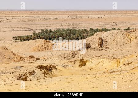 Tozeur, Tunesien. Palmen in einer Oase in der Sahara. Stockfoto